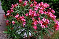 Duftender August - Oleander, Mispeln und Feigen Duftender August - Oleander, Mispeln und Feigen
