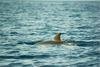 Insel Lošinj Insel Lošinj