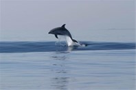 Tursiops truncatus - Insel Losinj
Foto: tz-malilosinj.hr Tursiops truncatus - Insel Losinj
Foto: tz-malilosinj.hr