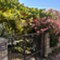 Insel Lošinj - app Malin