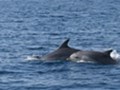 Tursiops truncatus - Insel Losinj
Foto: tz-malilosinj.hr