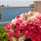 Insel Losinj - App Biba 1