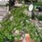 Insel Losinj  Dea
 - App - Dea