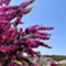 Insel Lošinj - app Malin