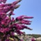 Insel Lošinj - app Malin