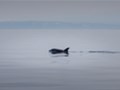 Dolphin watching Losinj